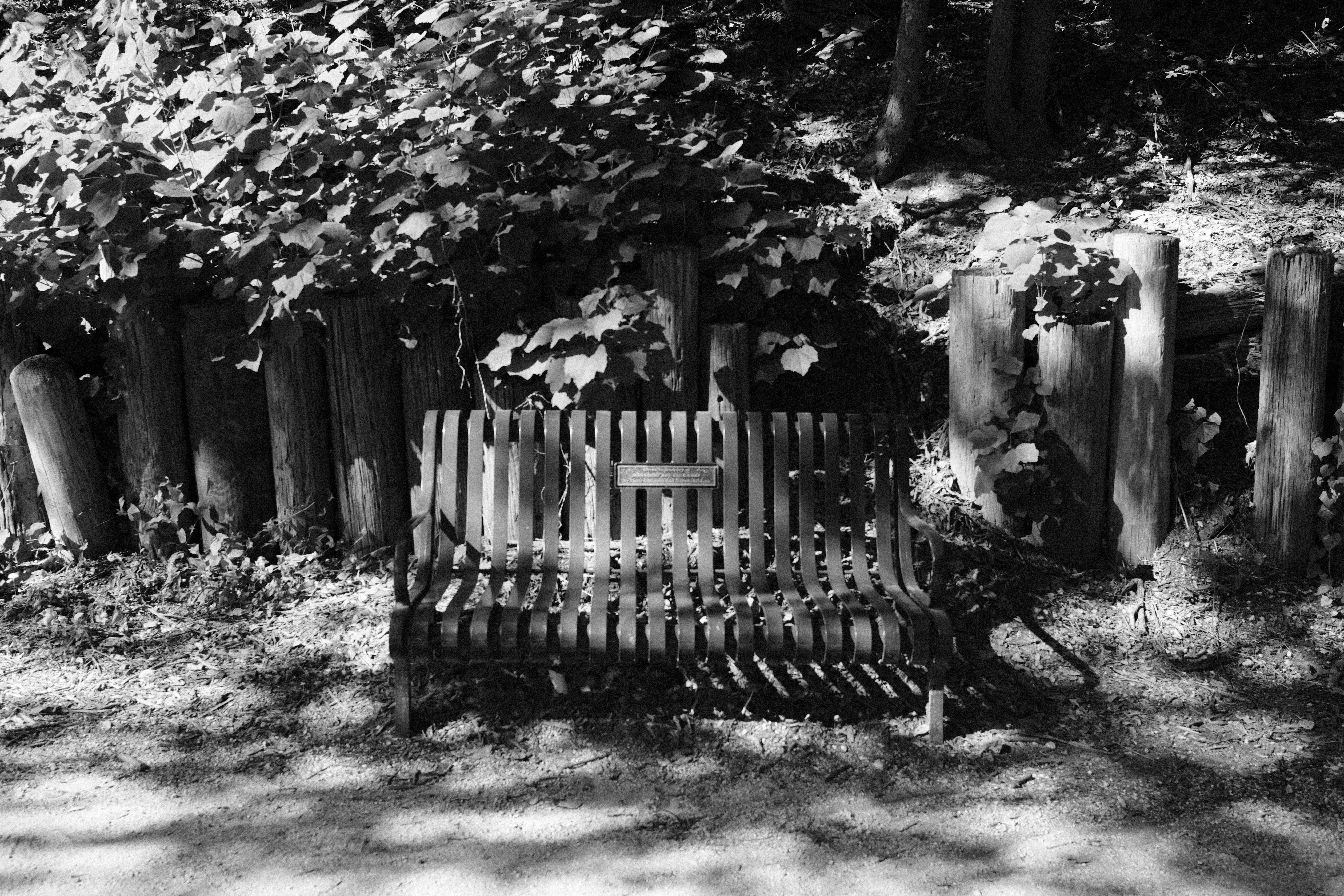 Roots gallery photo